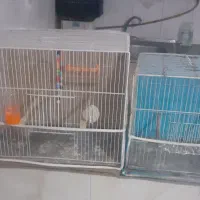 ۶تا قفس بزرگ ۳تا کوچیک بالوازم