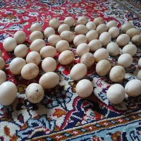 تخم اردک اسراییلی تازه ونطفه دار