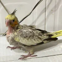 عروس هلندی سرلاکی