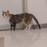 واگذاری رایگان با وسایل گربه ۹ماهه