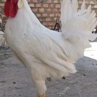 فروش خروس جوان