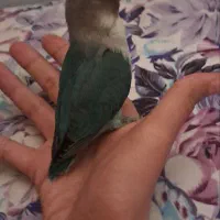 کوتوله برزیلی