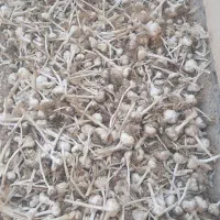 سیر|خوردنی و آشامیدنی|قزوین, |دیوار