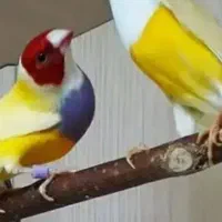 فنچ|پرنده|دزفول, |دیوار