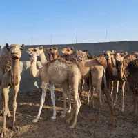 هاشی شتر نر و ماده سنتی و رودباری (حاشی)
