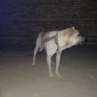 سرابی