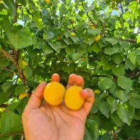زردالو|خوردنی و آشامیدنی|منج, |دیوار