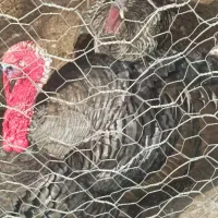 بوقلمون نر و ماده و مرغ و خروس وجوجه