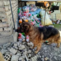 سگ ژرمن اصلی