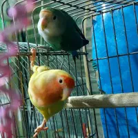 یک جفت طوطی برزیلی نر وماده