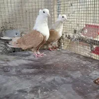 نرو ماده کلاغ کربلایی کاکلی