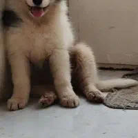 سامویید samoyed