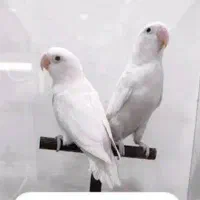 خری.دار کوتوله برزیلی فیشر سفید