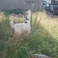بز پاکستانی