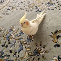 عروس هلندی