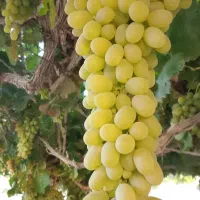 انگور دیمه شیرین بدون هسته