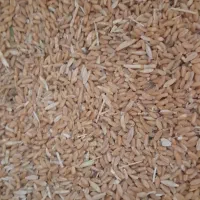 گندم دیم کرمانشاهی