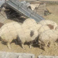 ۱۲راس بره نر چاق کشتاری