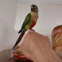 پرنده طوطی گرینچیک بالغ نَر