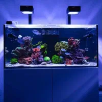 اکواریم آب شور مشاور و راه اندازی اب شور