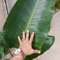گل غول‌پیکر نیکولای