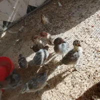 جوجه|حیوانات مزرعه|کشکوئیه, |دیوار