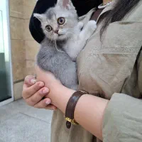 جشنواره مداد رنگی