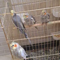عروس هلندی مولد