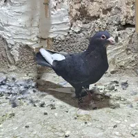 دوعدد نر رگ دار