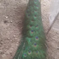 طاووس نر ۵ساله