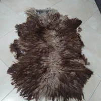 پوست گوسفند قدیمی