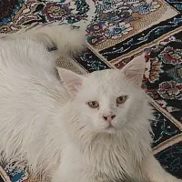 گربه پرشین