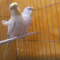 مرغ عشق پروانه ای