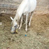 فروش اسب