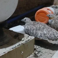 اسم باقرقره