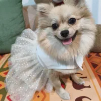 پانسیون سگ vip بینگو