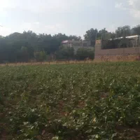 زمین