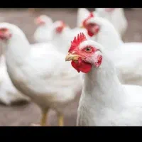 مرغ و خروس
