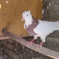 کبوتر طوقی