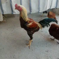 خروس لاری هندی