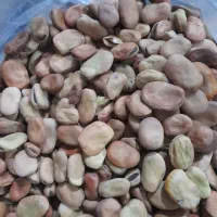 باقلا|خوردنی و آشامیدنی|دوگنبدان, |دیوار