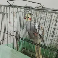 پرنده