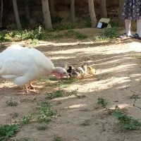جوجه ومادر
