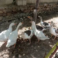 بوقلمون ،غاز  واردک