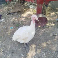 بوقلمون بیوتی۶