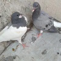 مقلف سو سوز