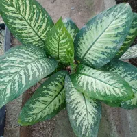 دیفن چند بوته  پتوس  آگلونما  سانسوریا