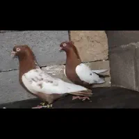 کبوترفروشی