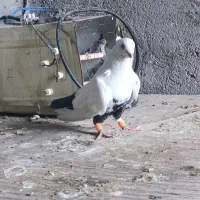 دم سیاه|پرنده|اهواز, ۲۴ متری|دیوار