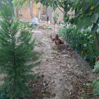 مرغ و خروس خانگی